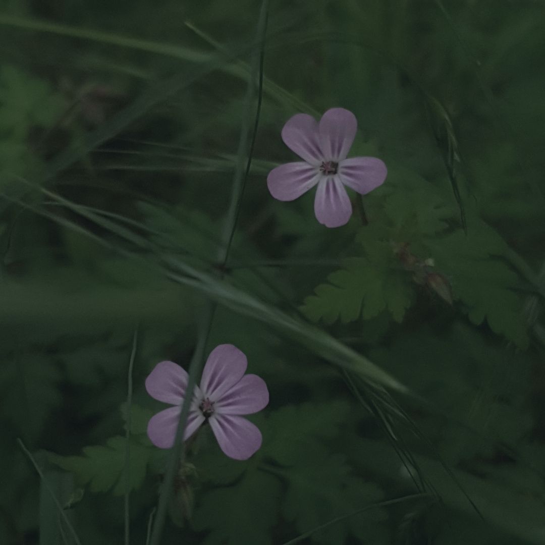 Grenouille espiègle dans un décor de flux numériques