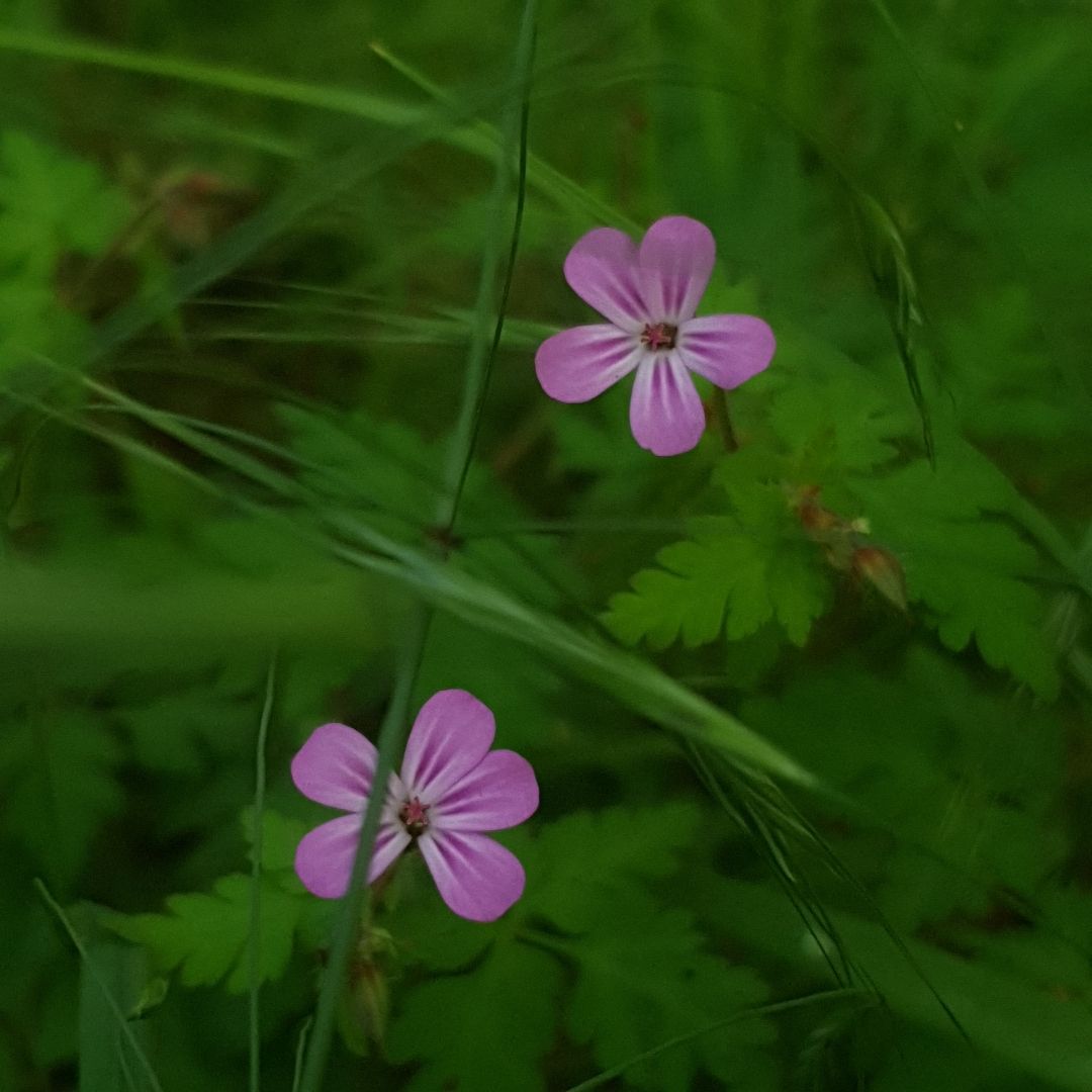 Photographie réaliste d'une fleur en pleine lumière, avec le mot Vie