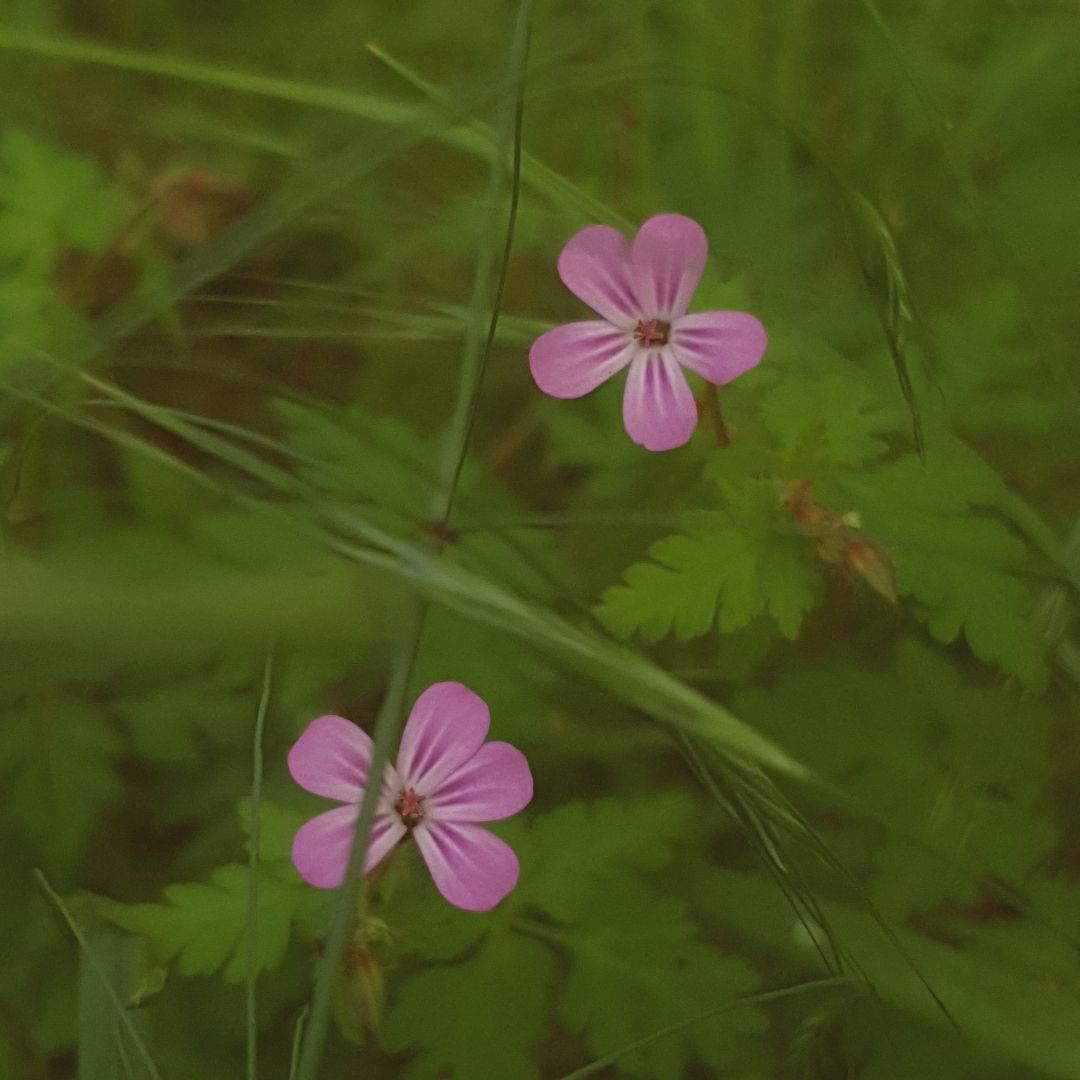 Portrait intime dans une lumière chaude, paysage pyrénéen en arrière-plan